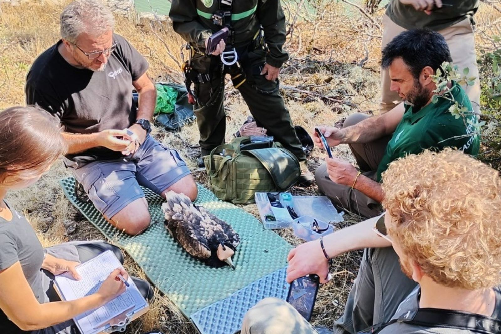 Marcaje de alimoche en el entorno del embalse de Ricobayo