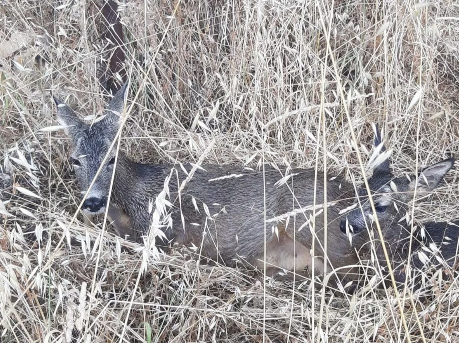 Una hembra de corzo con su cría