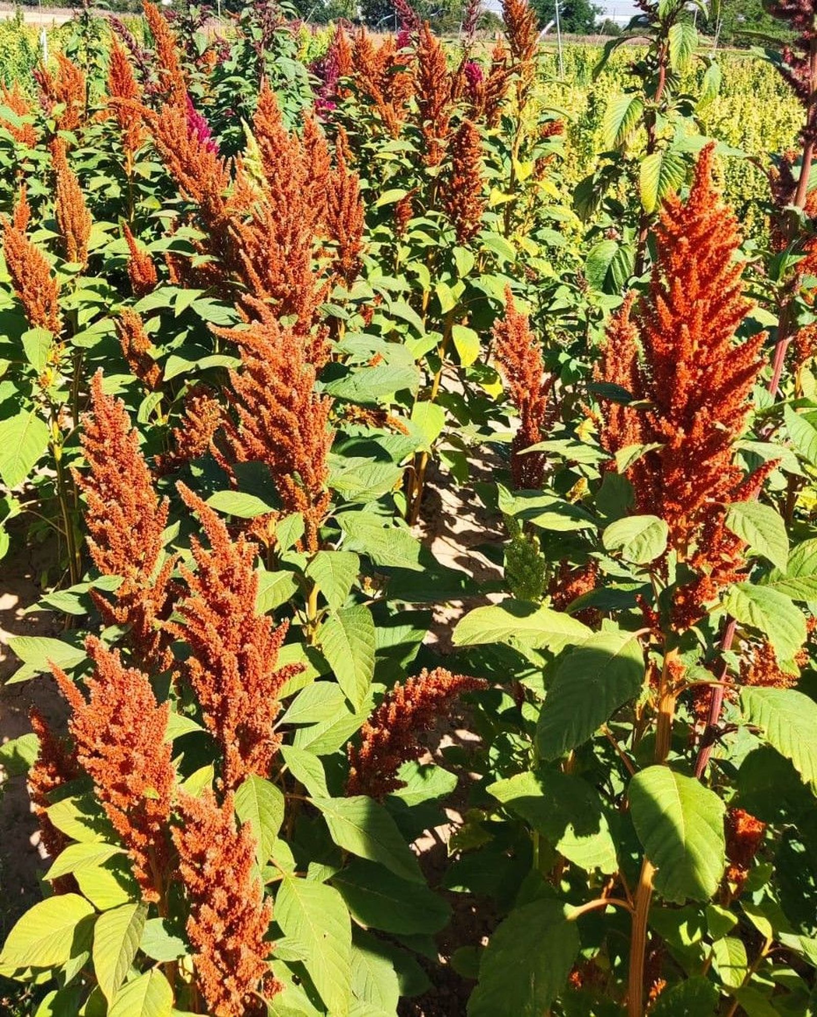 Parcelas de cultivo de amaranto en el ITACyL. Imagen Pablo Albertos