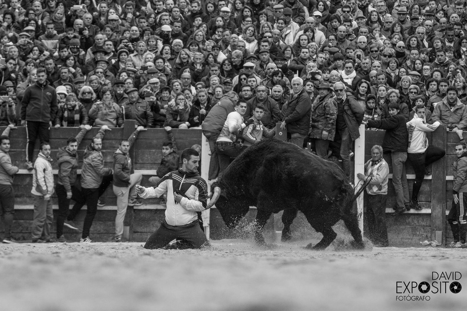 César Fernández 'Cesitar' quebrando a un toro de rodillas en la plaza de Ciudad Rodrigo