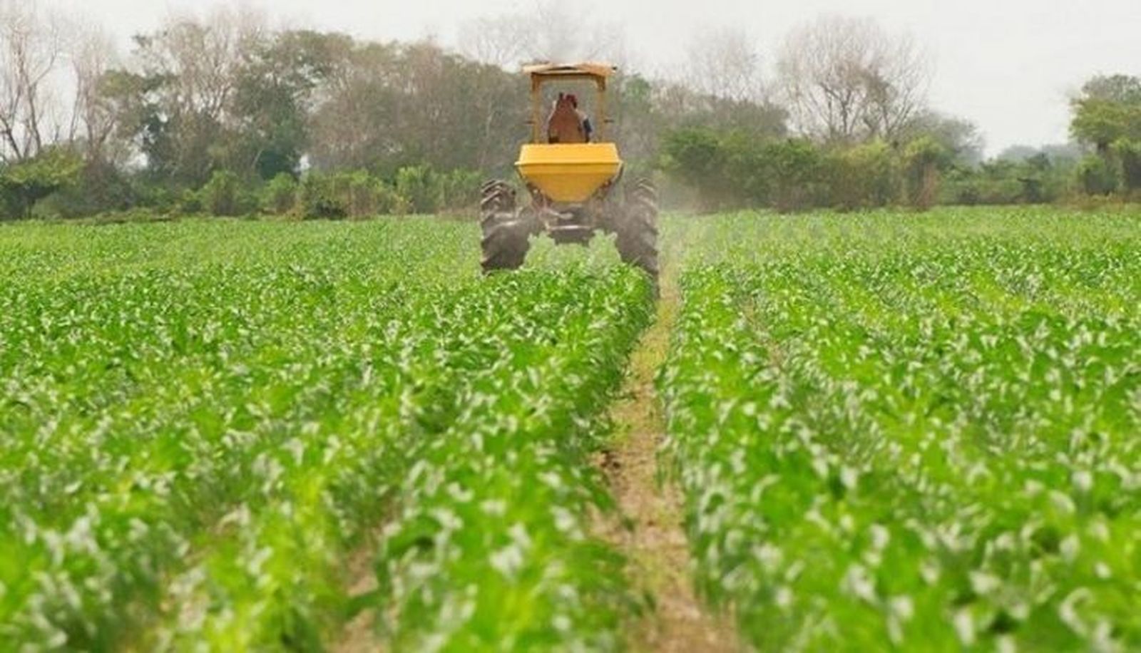 Agricultura y Ganadería libera otros 362 millones de euros en ayudas de la PAC