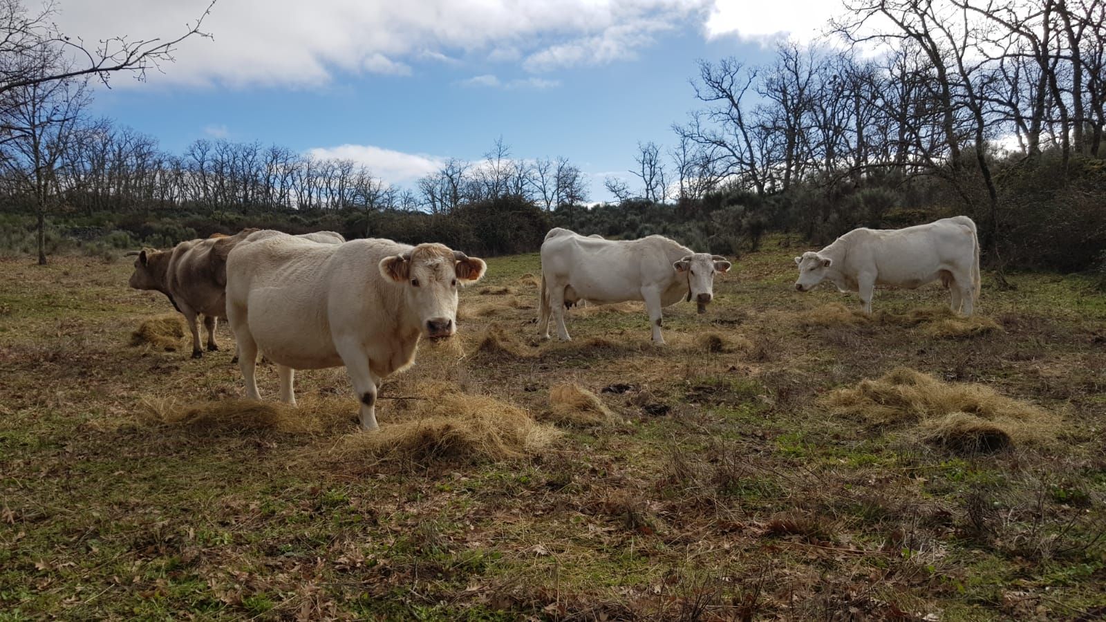 Vacas en la comarca de Vitigudino