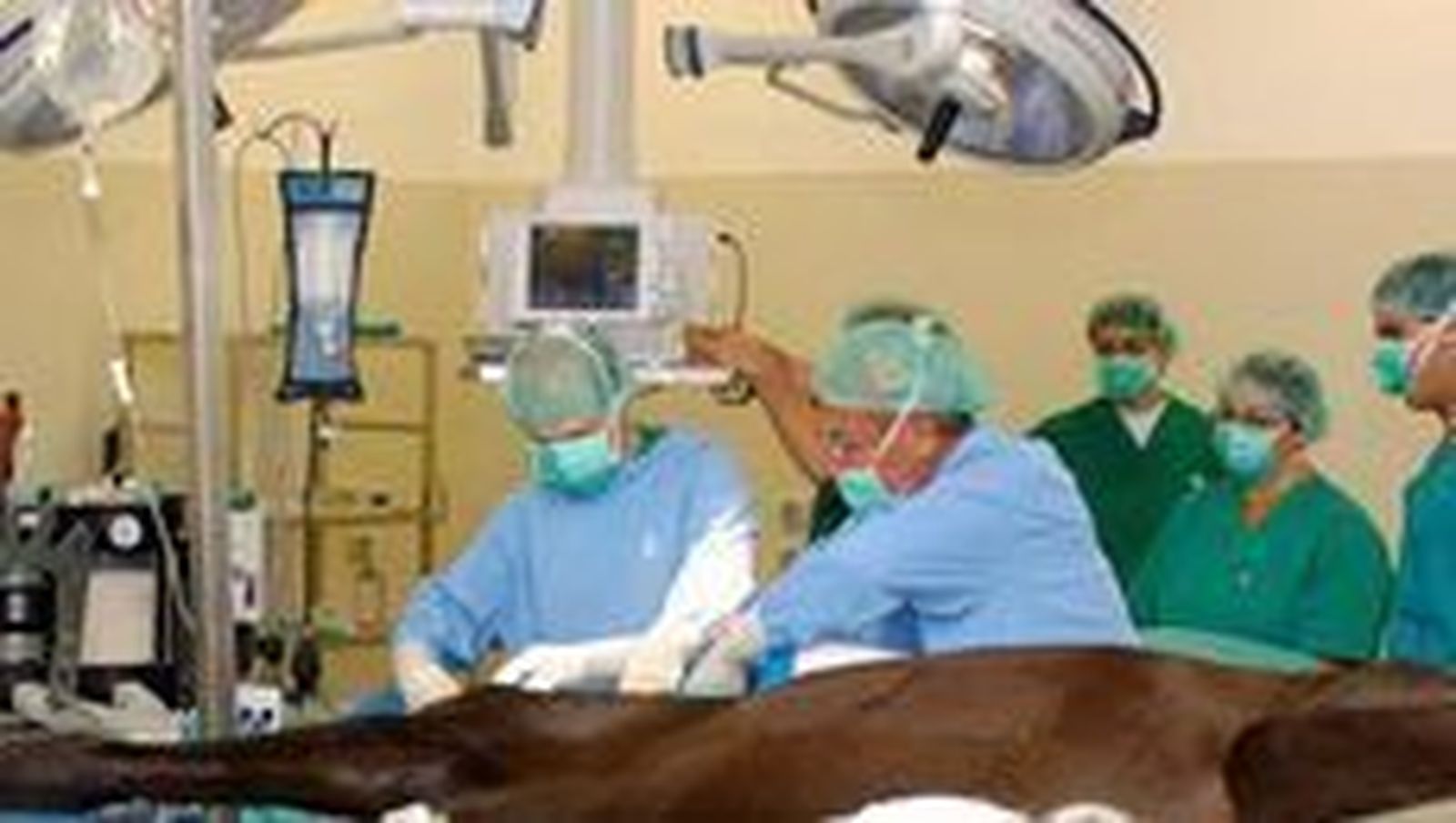 Veterinarios en quirófano con un animal.Archivo