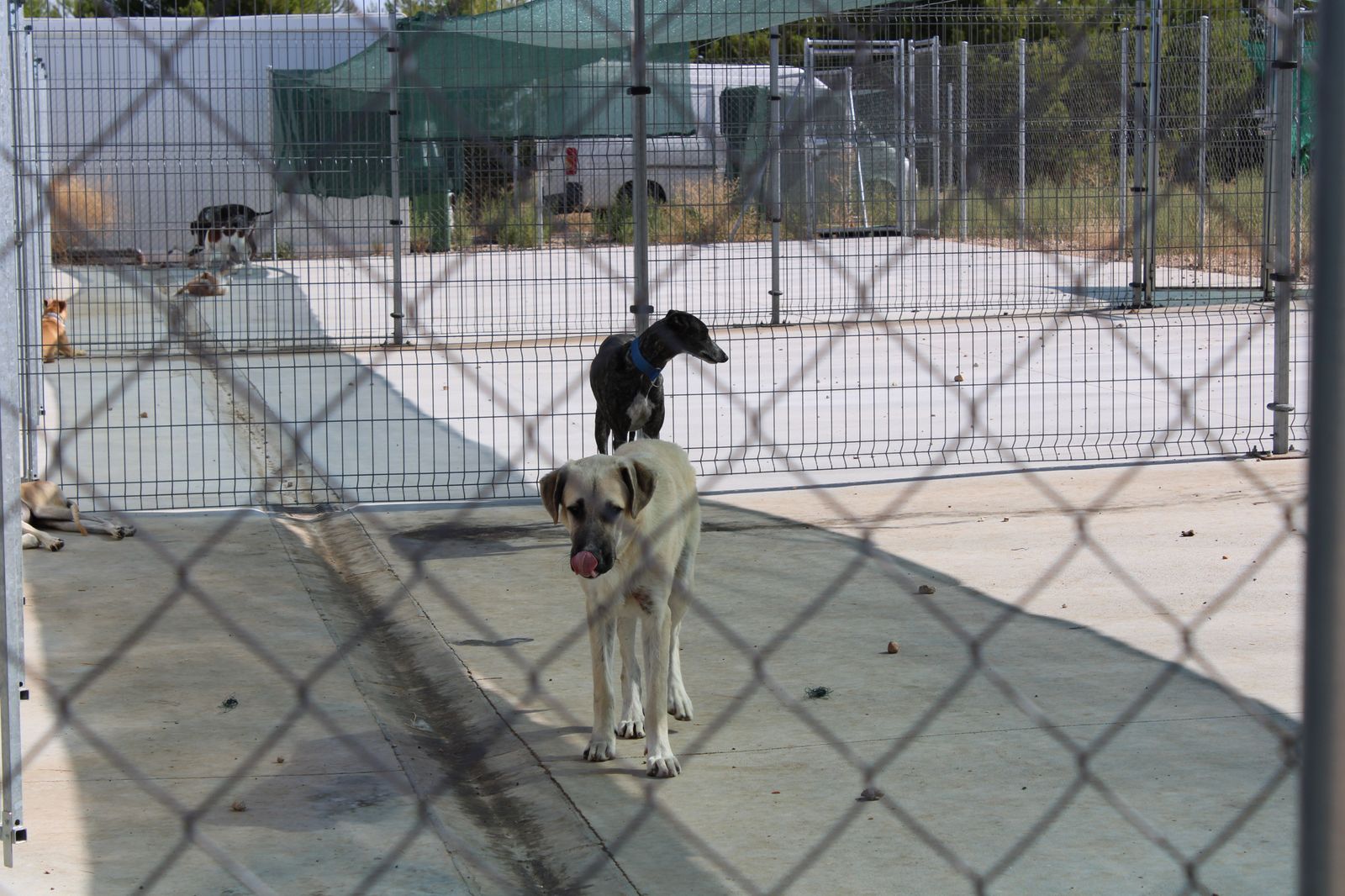 refugio-de-animales-del-ayuntamiento-de-salamanca-66