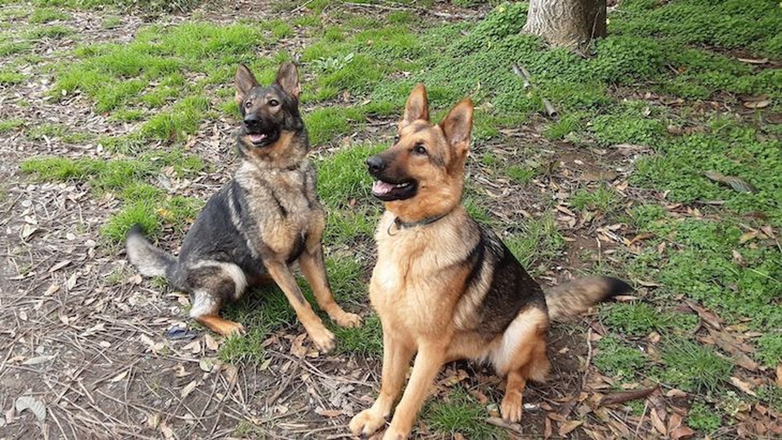 CSIF solicita a la Junta la creación de unidades caninas para la protección del medio ambiente de la Comunidad