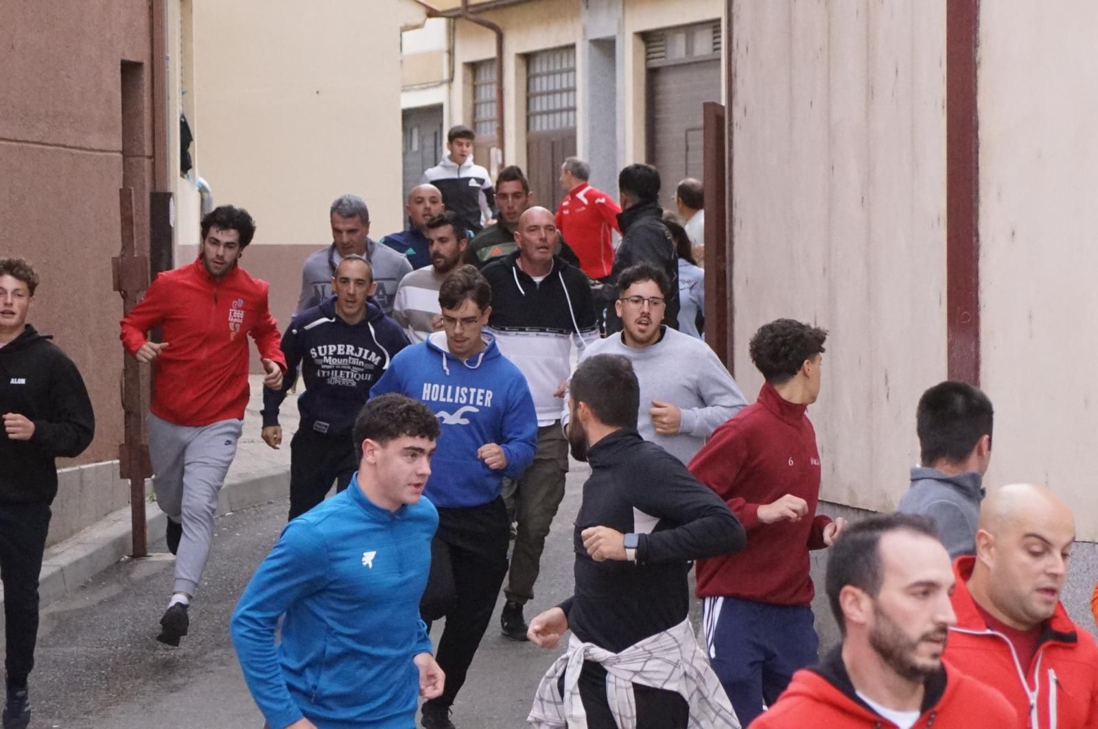 Alba de Tormes celebra un encierro, capea y encierro de minibueyes