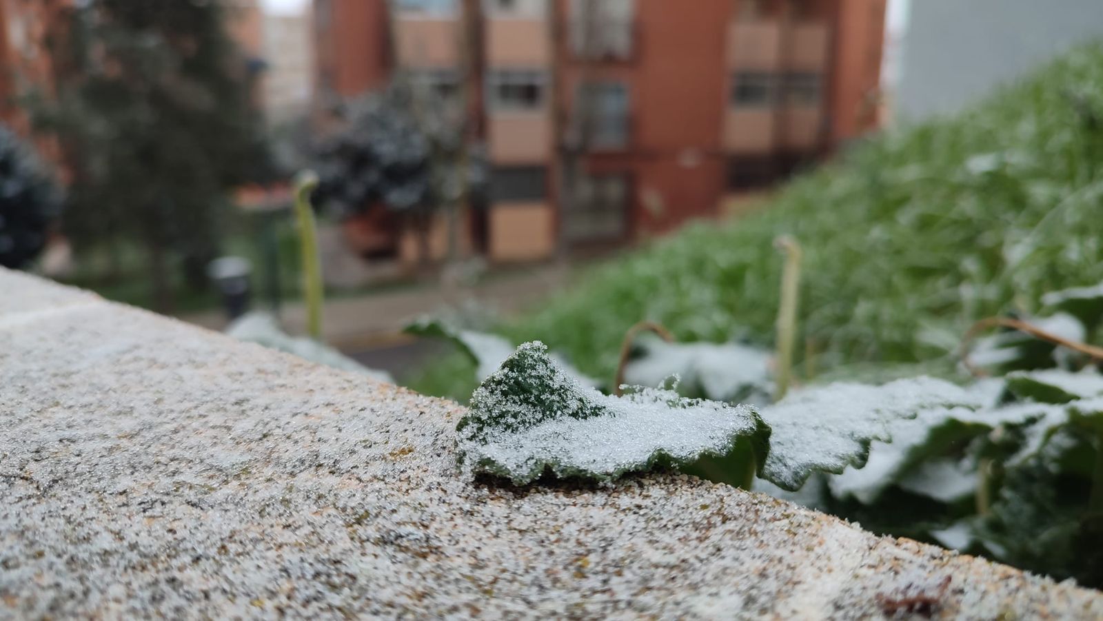 niebla-engelante-en-zamora-helada-estampa-navidena-este-martes-1