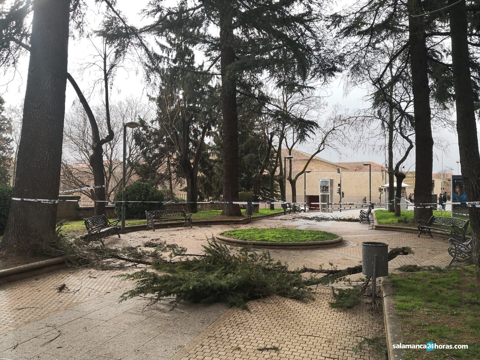 árbol caído en parque San Francisco