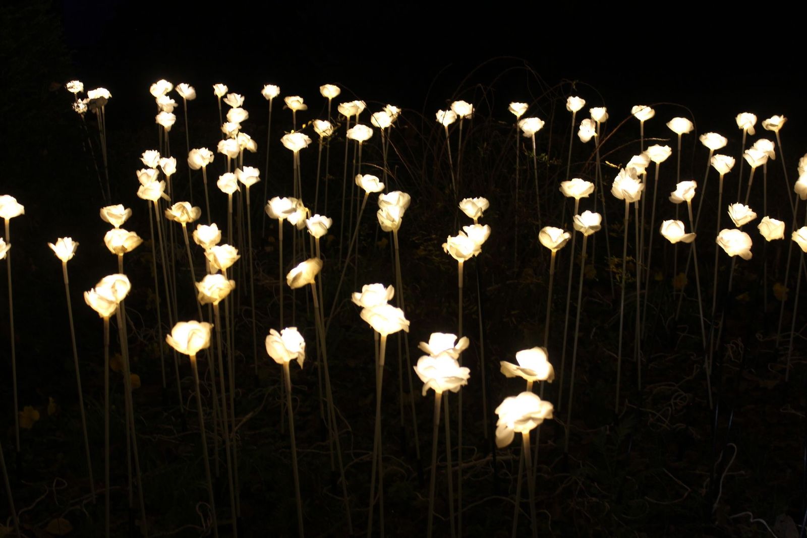 20231204213049-img-6426