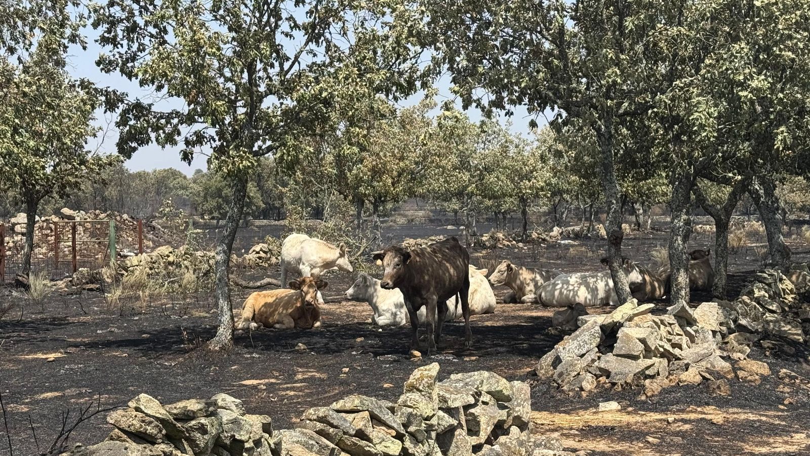 Ganado en las zonas quemadas durante el incendio de Cipérez