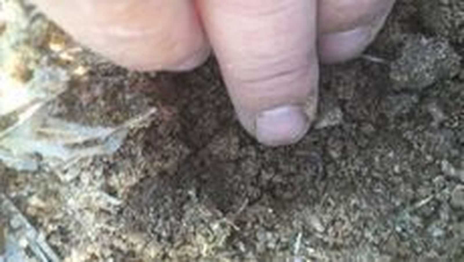 Plaga de gusanos en colzas y avenas por las elevadas temperaturas de noviembre