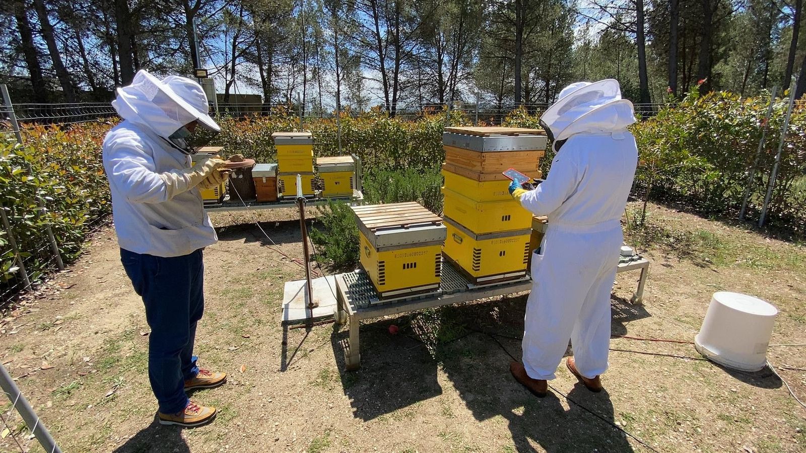 Un estudio relaciona la aparición de la avispa asiática con la disminución de abejas