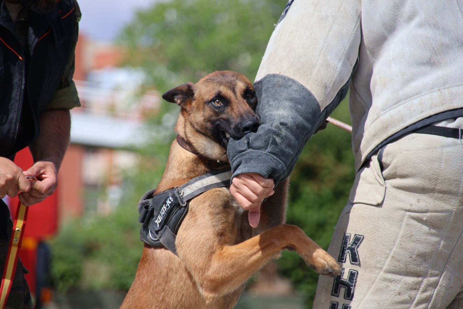 Perros de trabajo del Centro militar de Cría Caballar de Ávila. Fotos Andrea M.