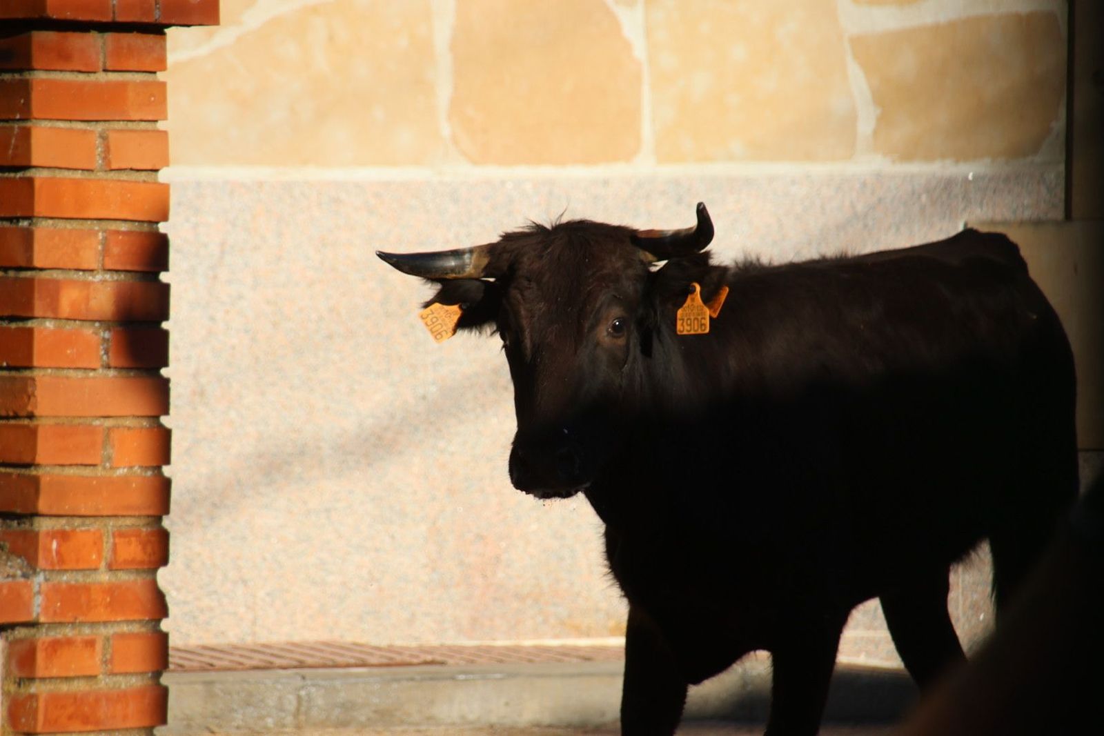 20240817185559-img-4506