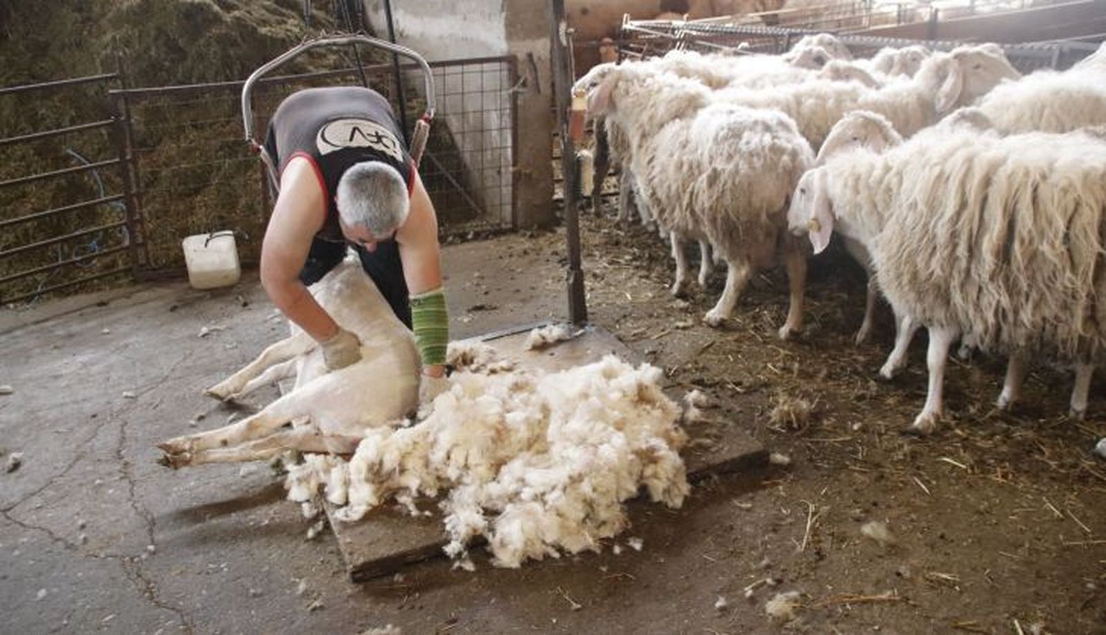 Reportaje Esquilar ovejas