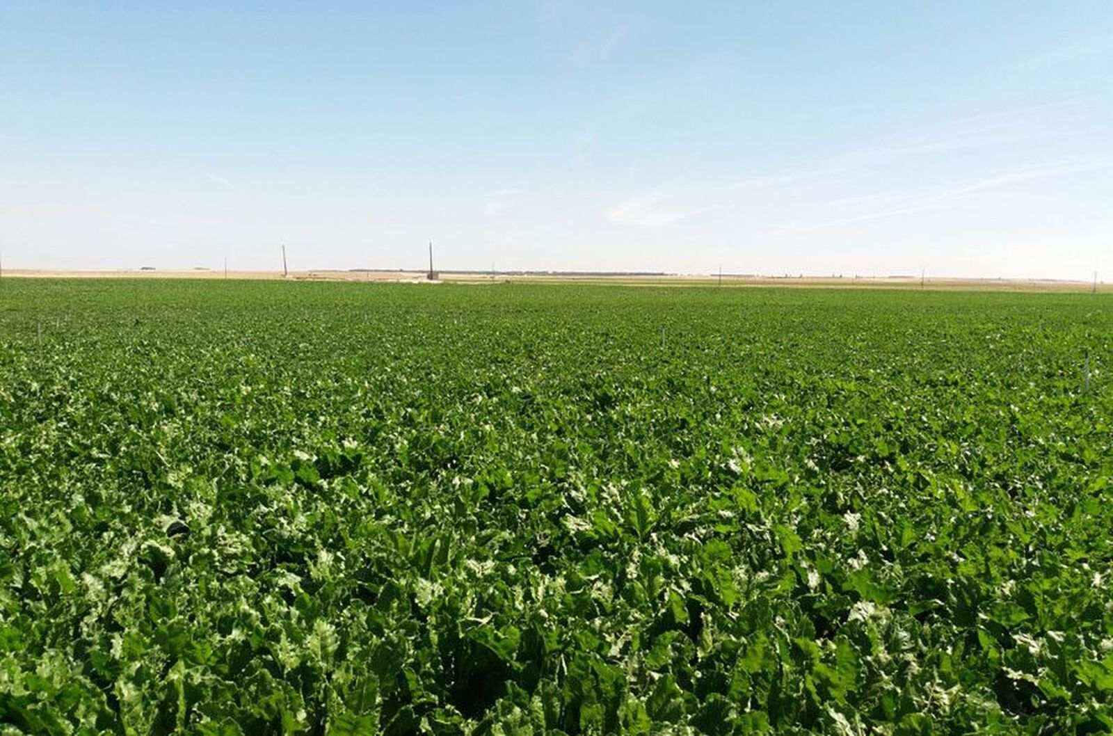 Campo remolacha azucarera