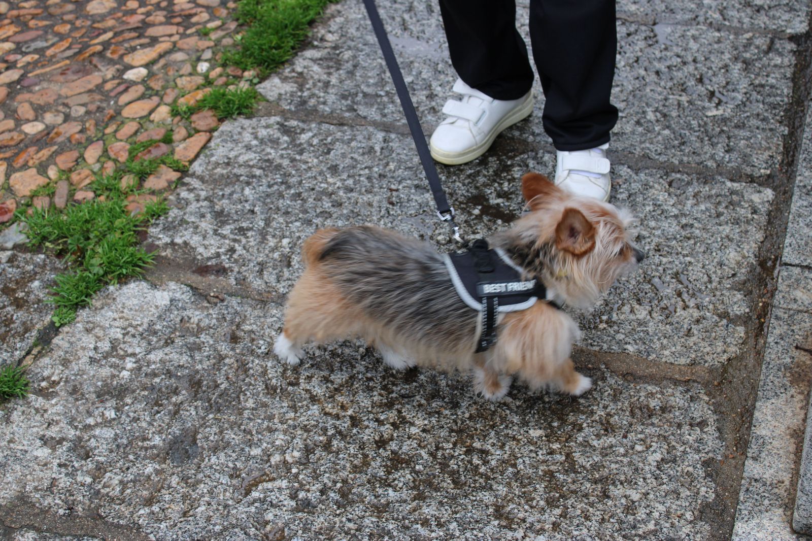 san-anton-bendicion-de-animales-2024-foto-s24h-9