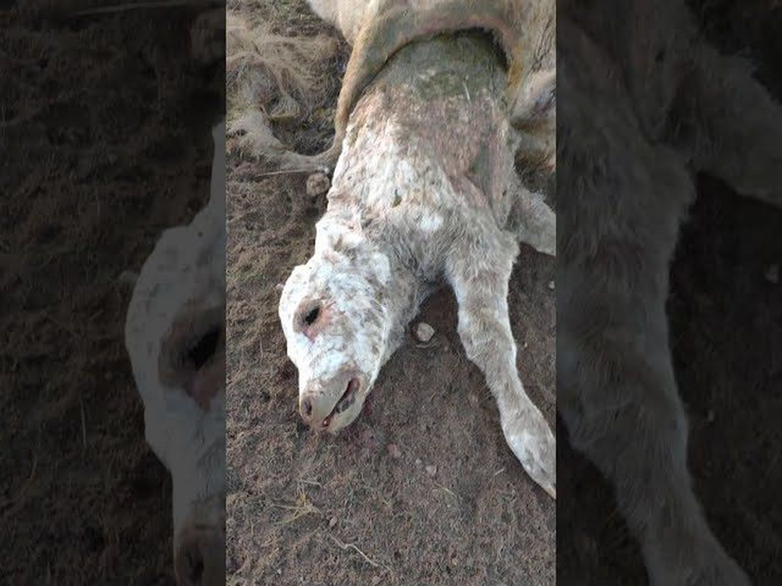 Ataque de buitres en Barruecopardo, Salamanca