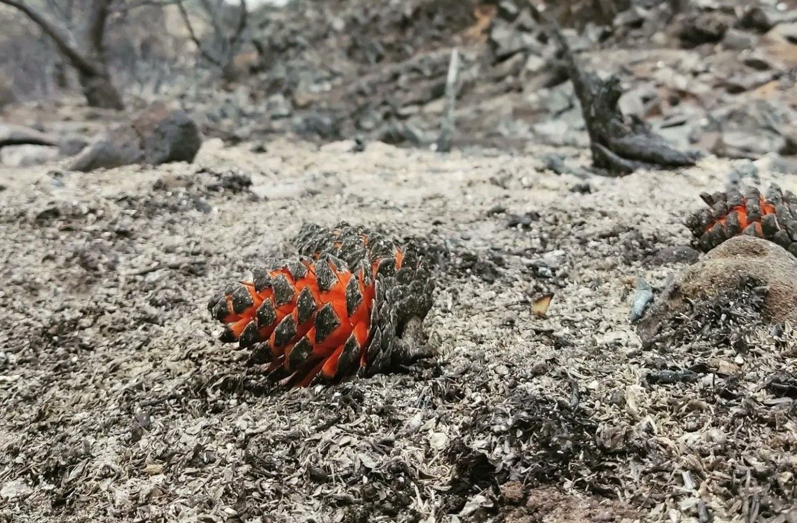 JuanMa Castellano Twitter