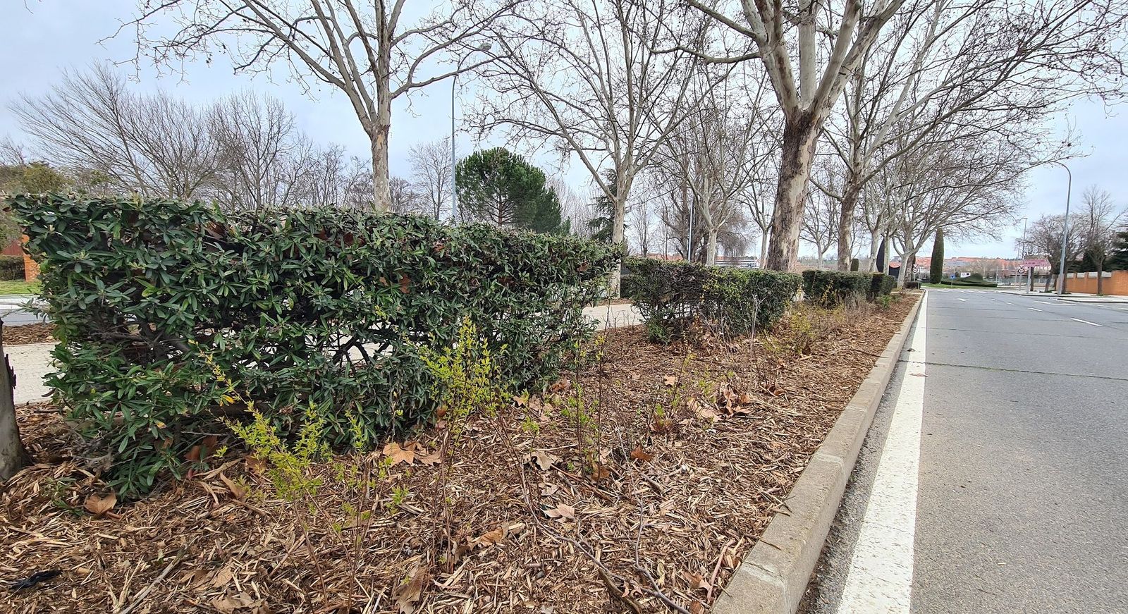 Plantas arbustivas Paseo Lunes de Aguas