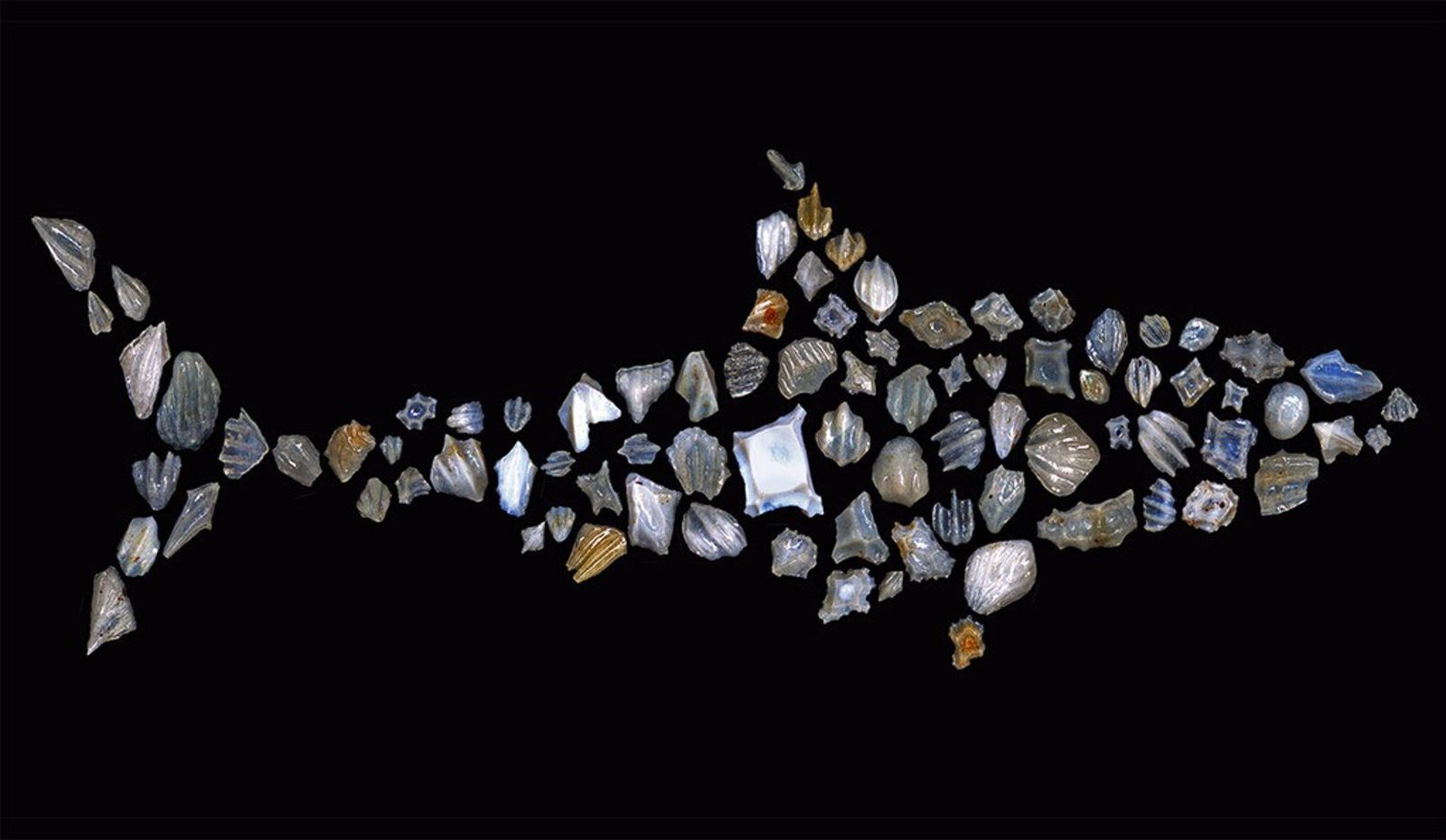 Científicos revelan una muerte masiva de tiburones sin explicación hace 19 millones de años