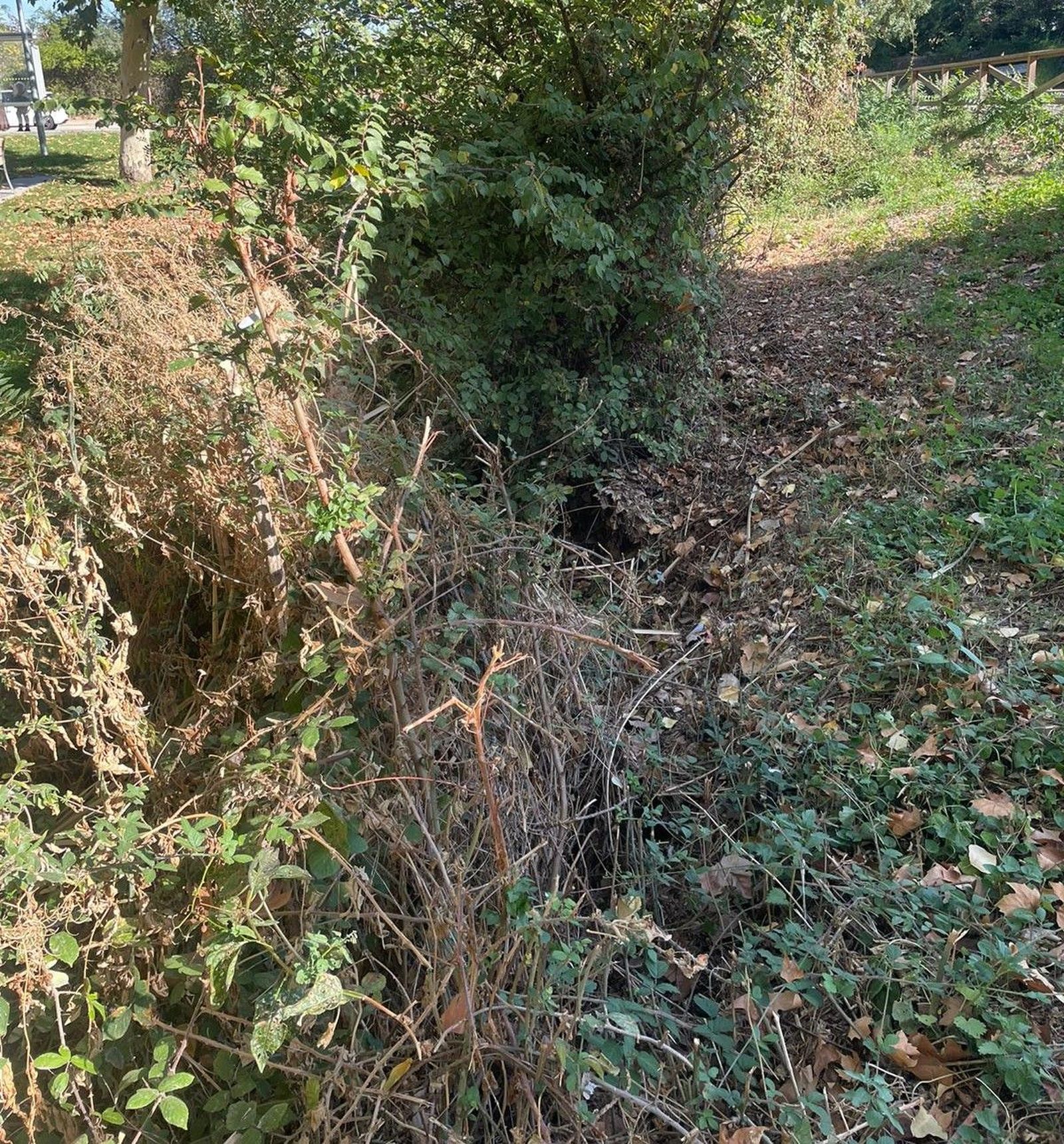 denuncian-el-estado-del-regato-situado-en-el-parque-lazarillo-de-tormes-de-tejares-11