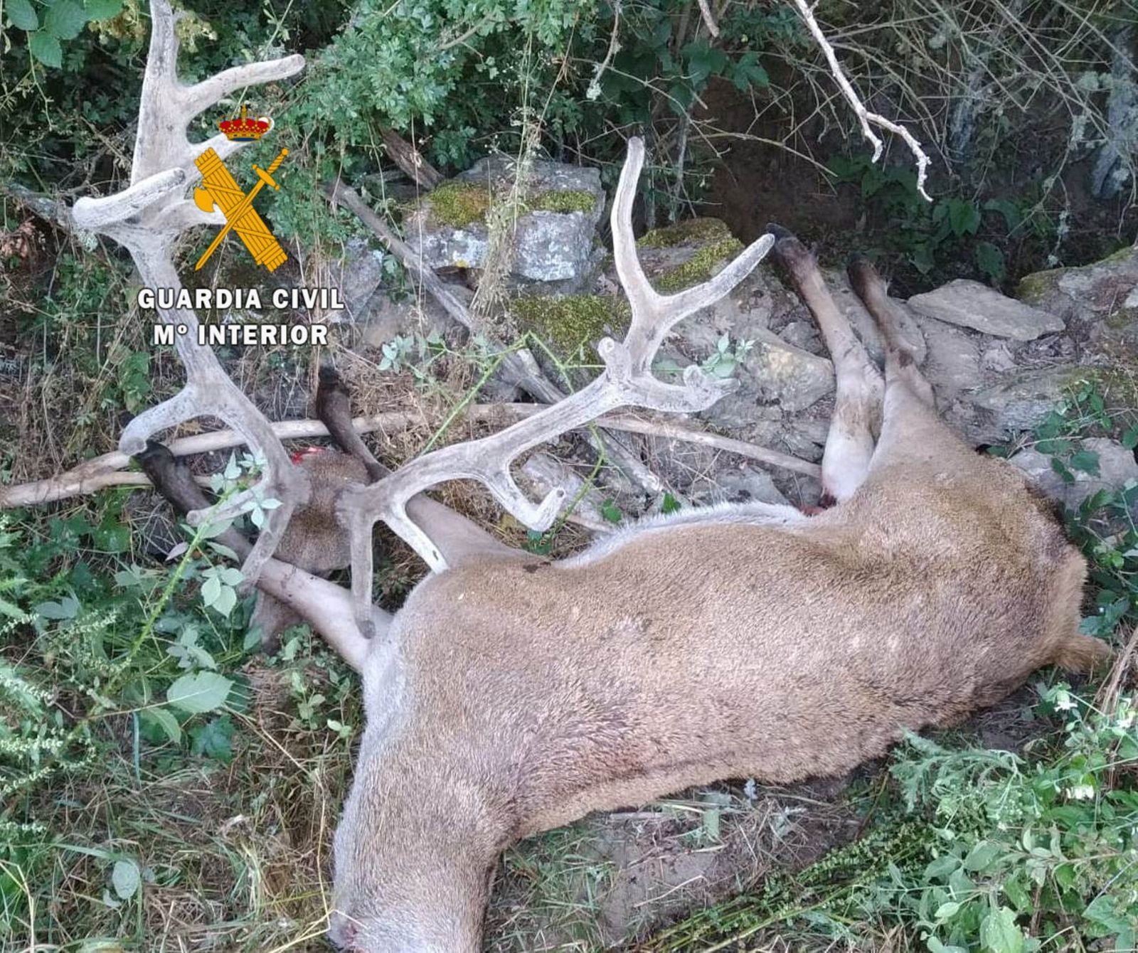 Ciervo caza ilegal