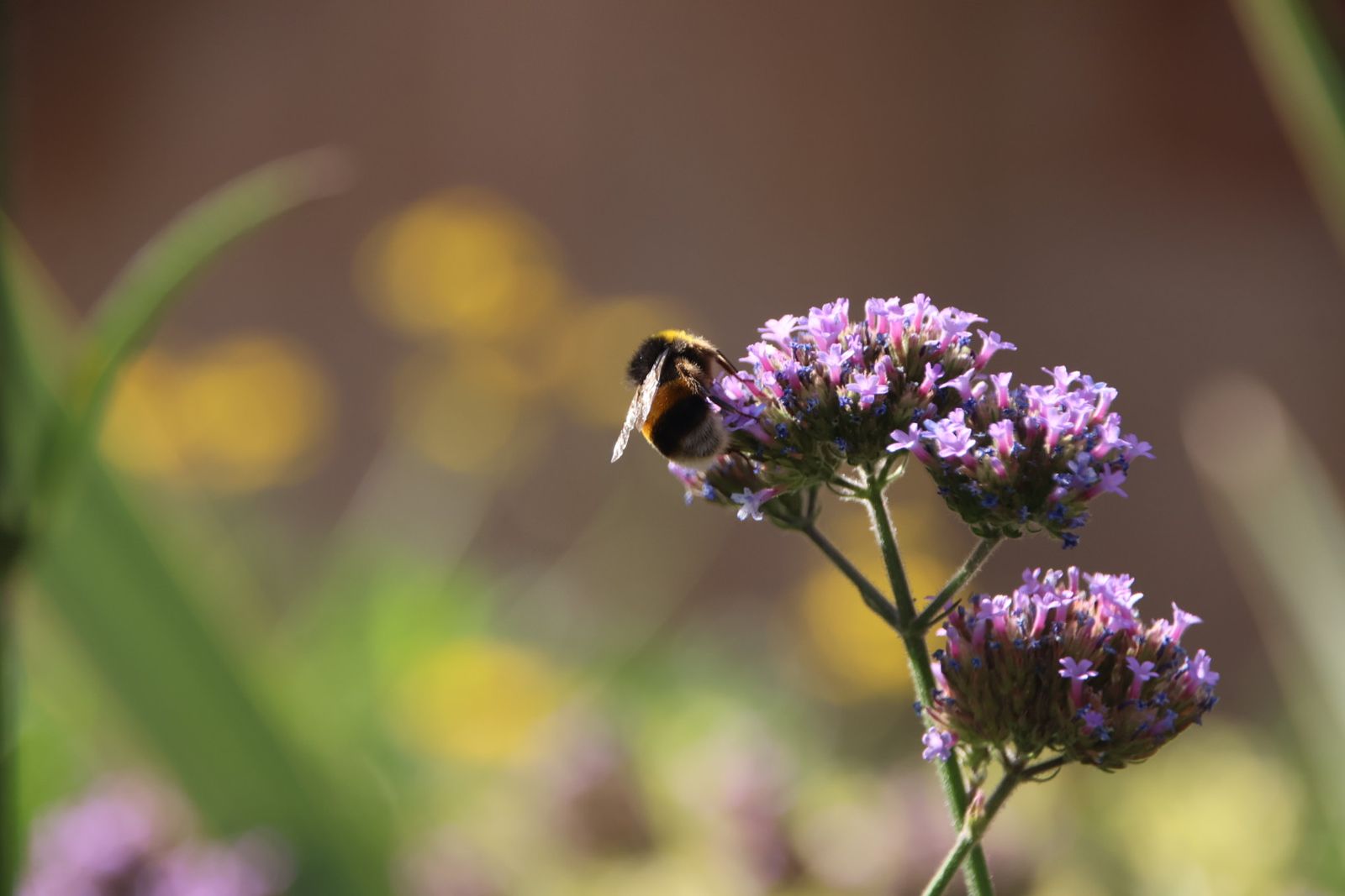 Entrevista Jaime Laso, técnico ayto para el reportaje de los polinizadores
