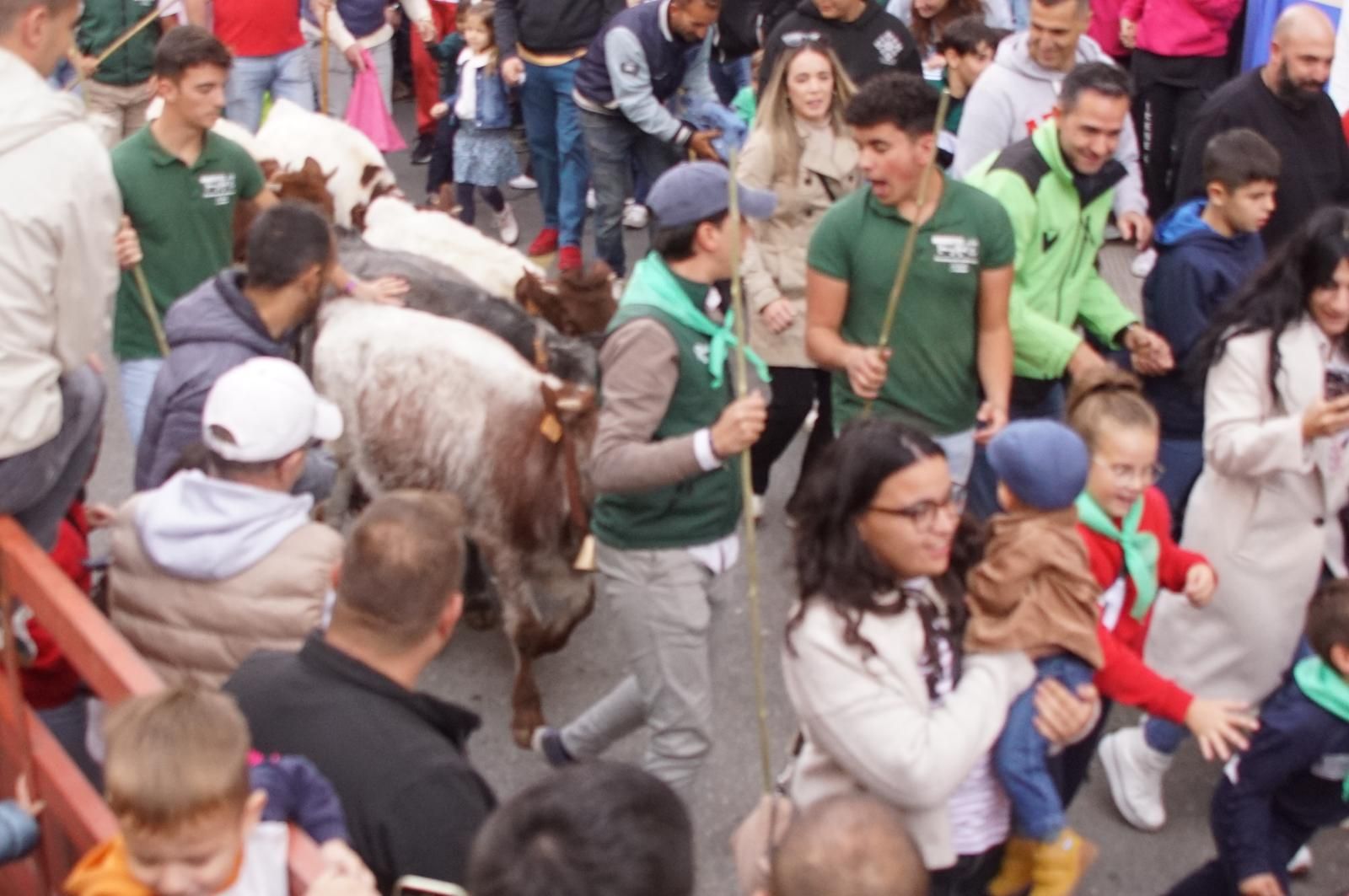 Alba de Tormes celebra un encierro, capea y encierro de minibueyes