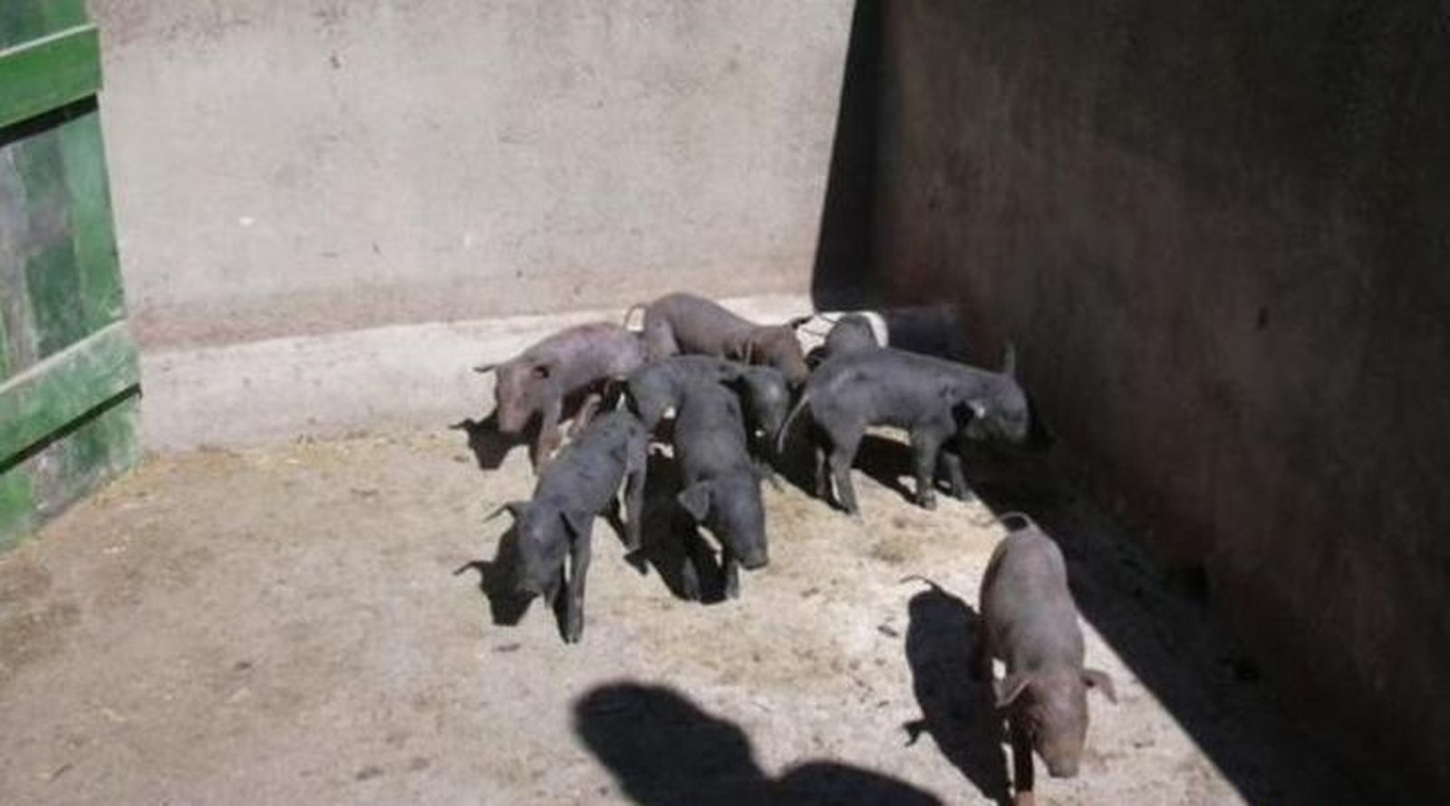 Aumenta el precio de lechones y tostones en Salamanca en la carrera hacia la Navidad