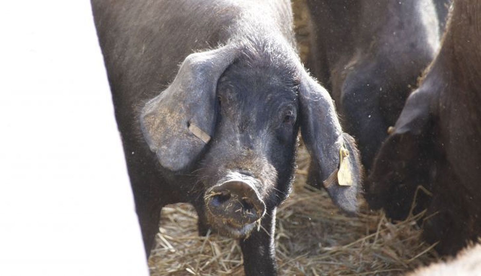 Cerdo. Foto Andrea M