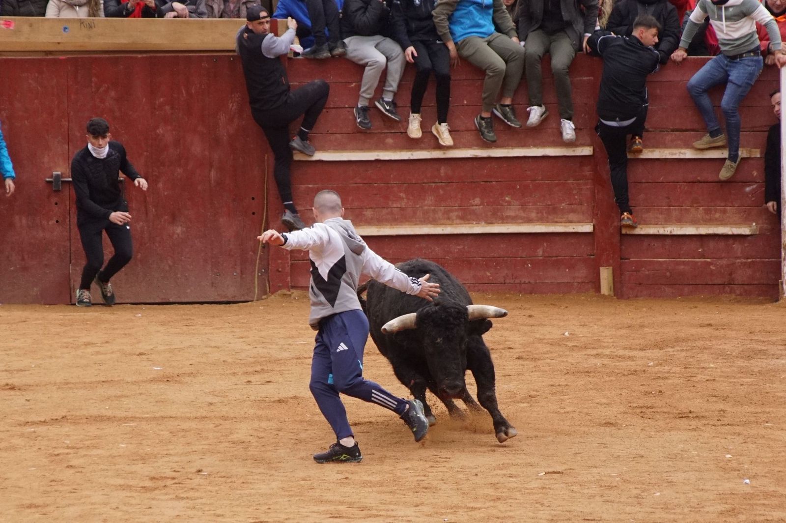 Destacados saltos, quiebros y toreo de capa en la capea del Lunes de Carnaval en Ciudad Rodrigo