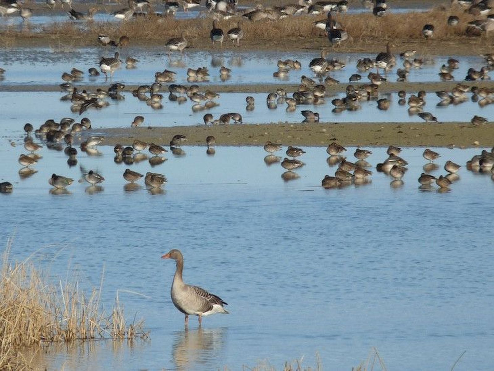 Imagen de archivo de aves en las Lagunas de Villafáfila