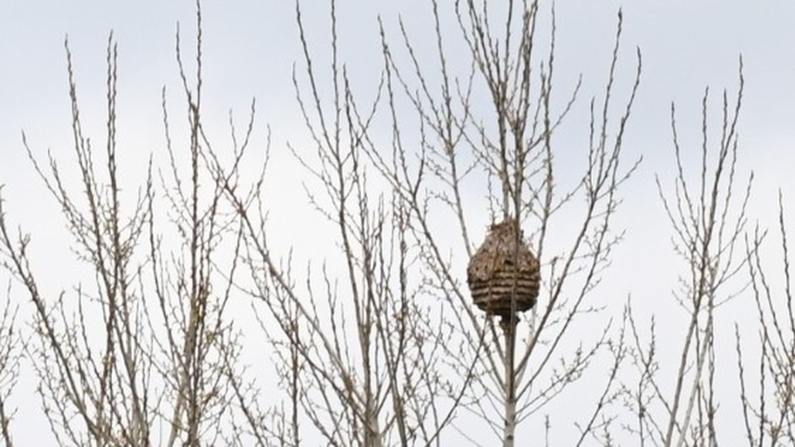 Nido vespa velutina, avispa asiática en Ciudad Rodrigo