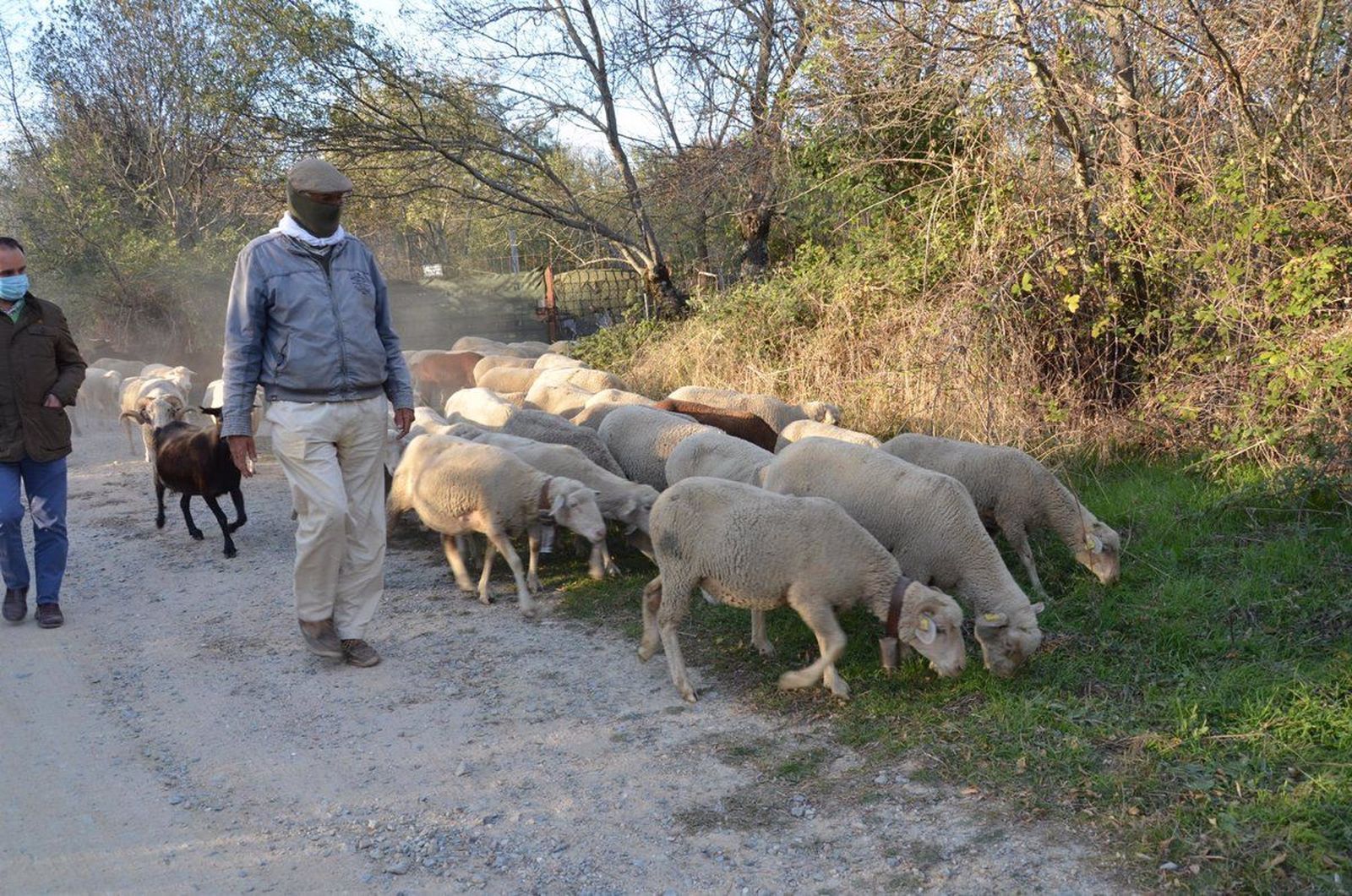 Pastor con ovejas. Foto EP