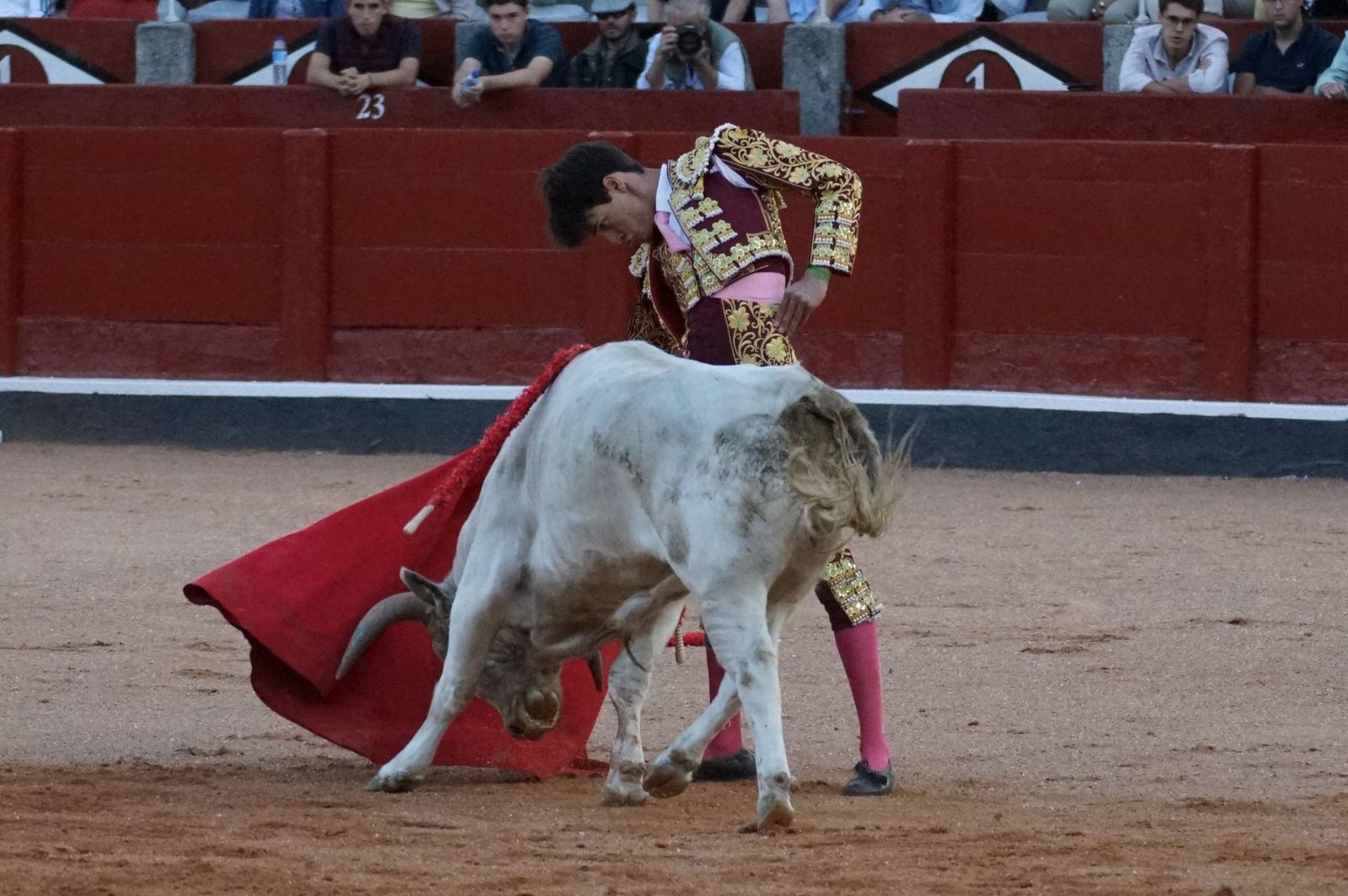 Clase práctica con alumnos de la Escuela de Tauromaquia de Salamanca (Diego Mateos, Noel García y Álvaro Rojo con erales de Esteban Isidro)