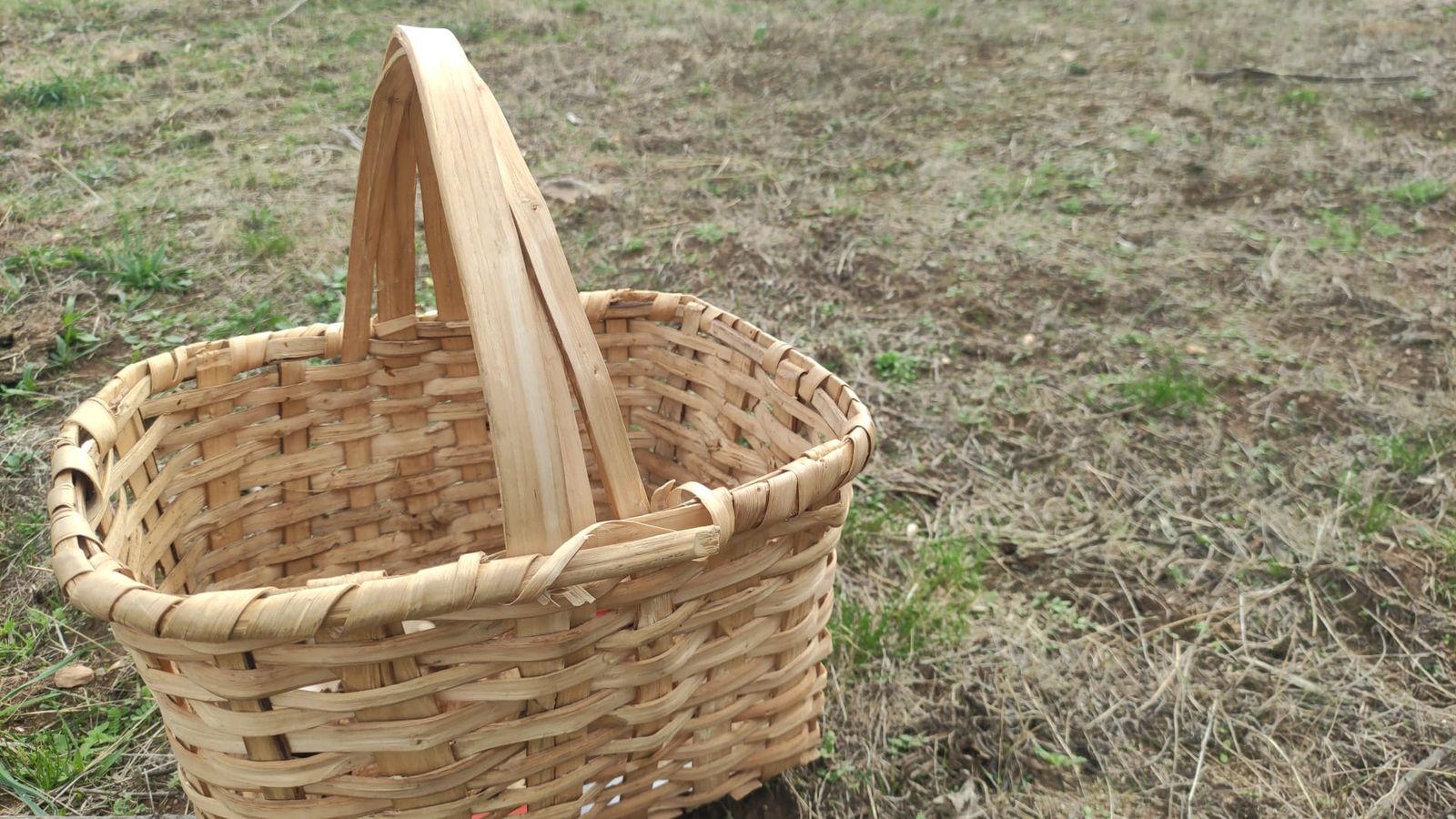 Setas, campo, otoño | Foto S24H