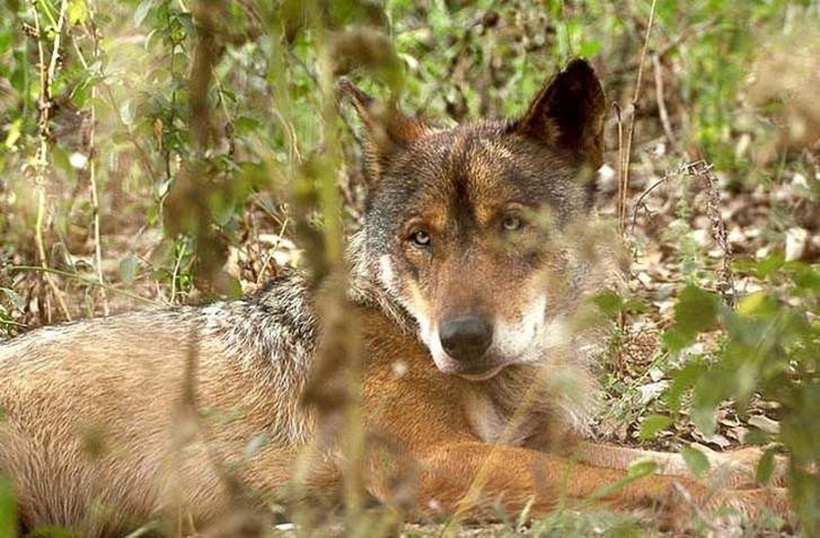 La Junta y las organizaciones agrarias pedirán al Ministerio el cambio de régimen del lobo La Junta y las organizaciones agrarias pedirán al Ministerio el cambio de régimen del lobo