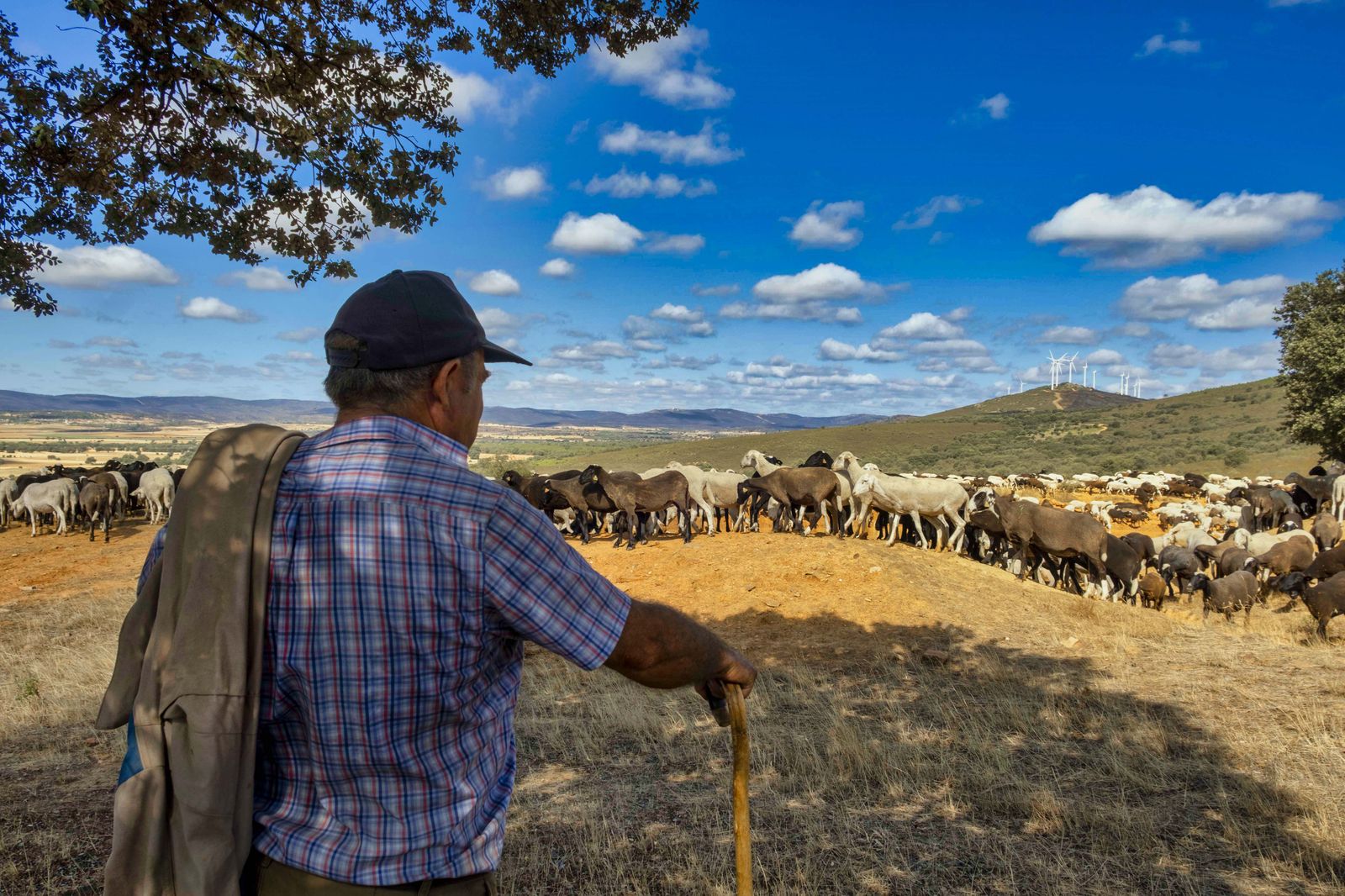 Traslado de 2000 ovejas desde Tábara a Fontanillas de Castro por falta de comida provocada por los incendios en la provincia de Zamora. Juan Luis Pérez, Lorenzo Arias y Maximino Pérez son tres pastores (4)