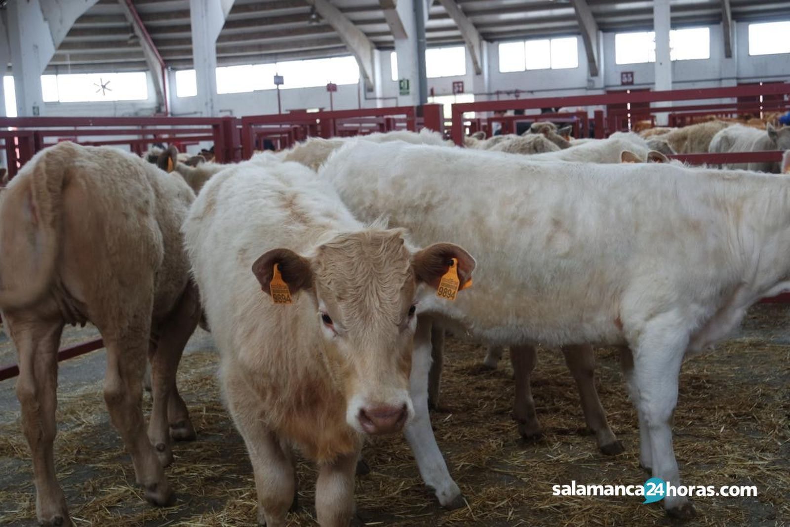 Terneros en el Mercado de Ganados de Salamanca