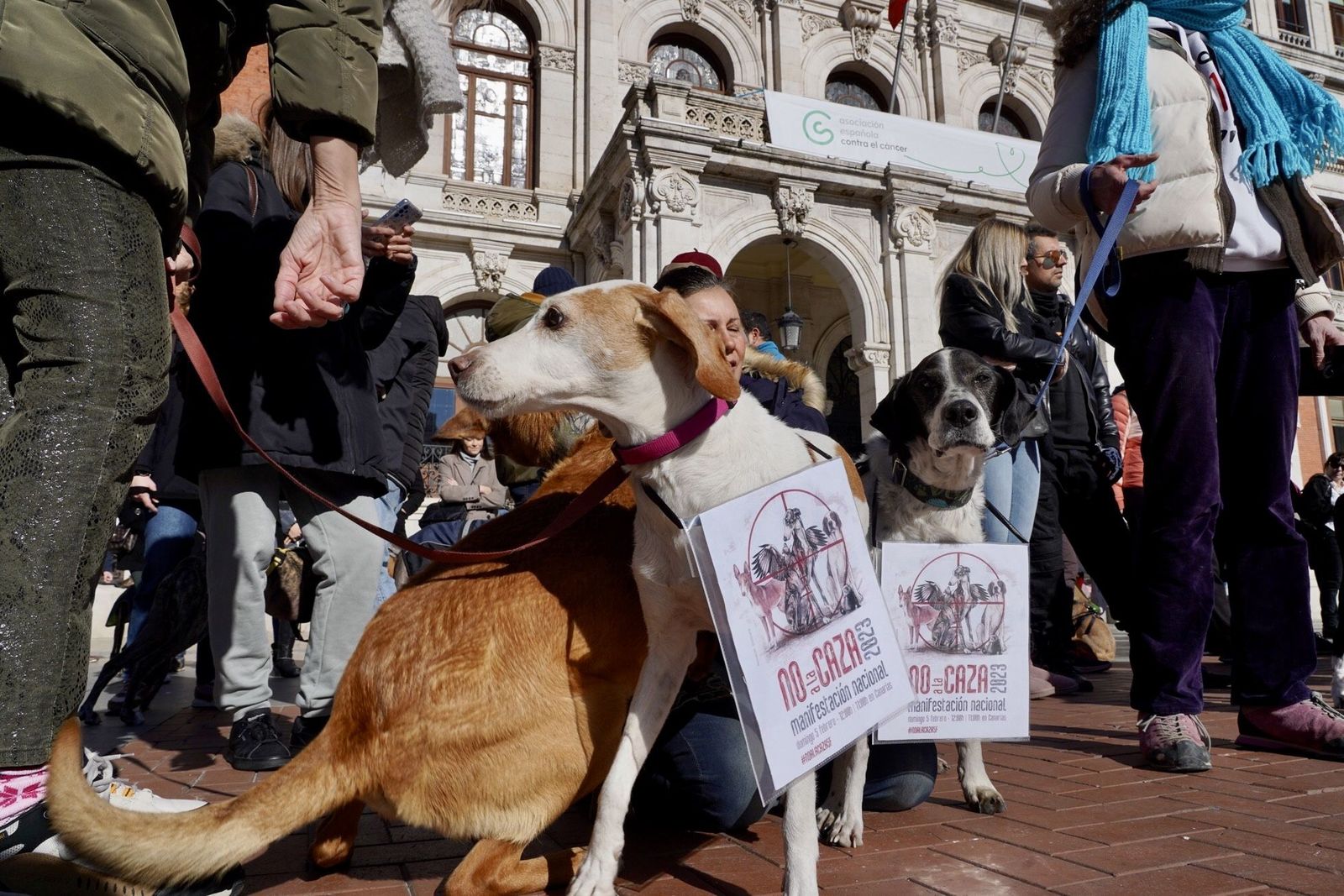 Decenas de personas se concentran en Castilla y León para reclamar la prohibición de la caza con galgos