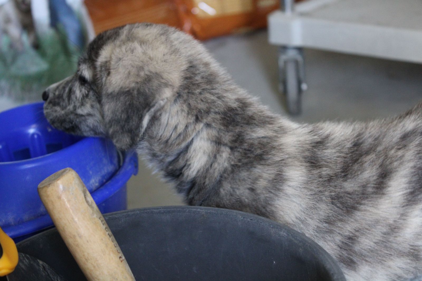 refugio-de-animales-del-ayuntamiento-de-salamanca-55