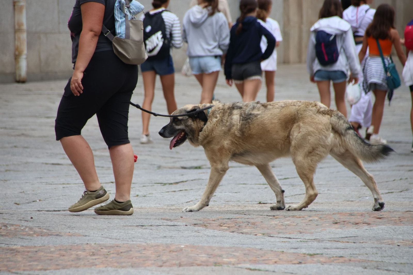 Perro paseando