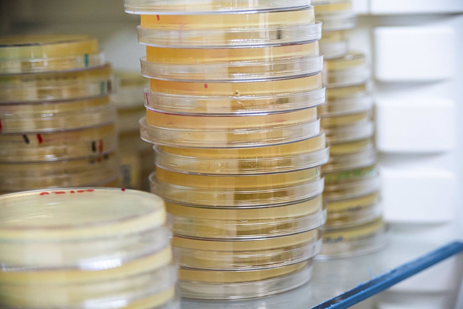 Placas de cultivos bacterianas de uso general en el laboratorio. EP