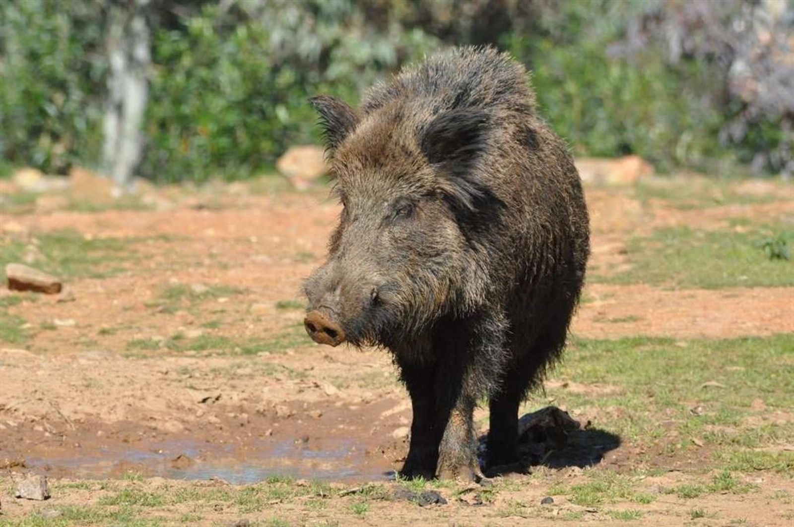 Jabalí | Fotografía EP