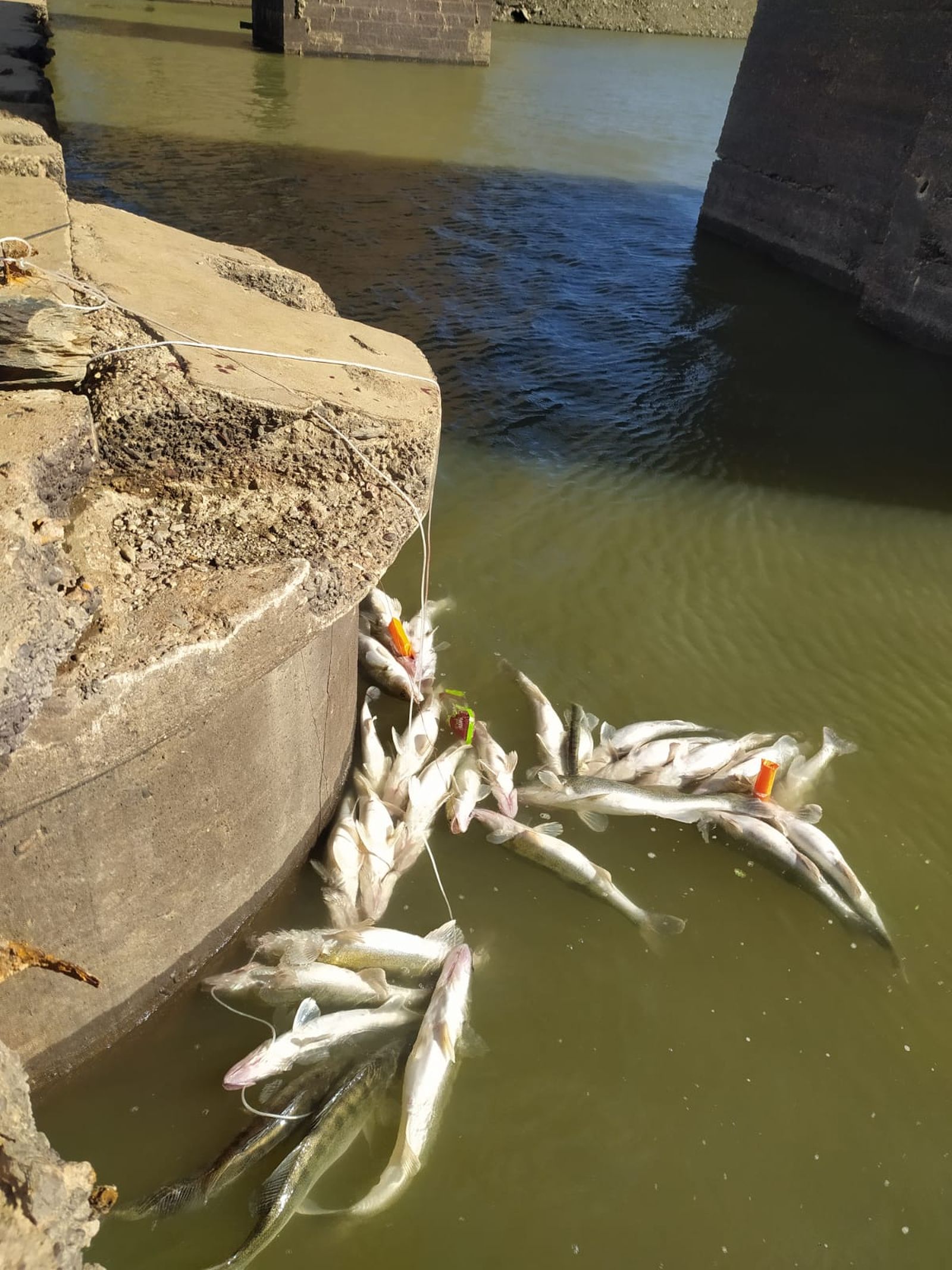 Pesca con pez vivo en el Puente Chiquito de Manzanal del Baco