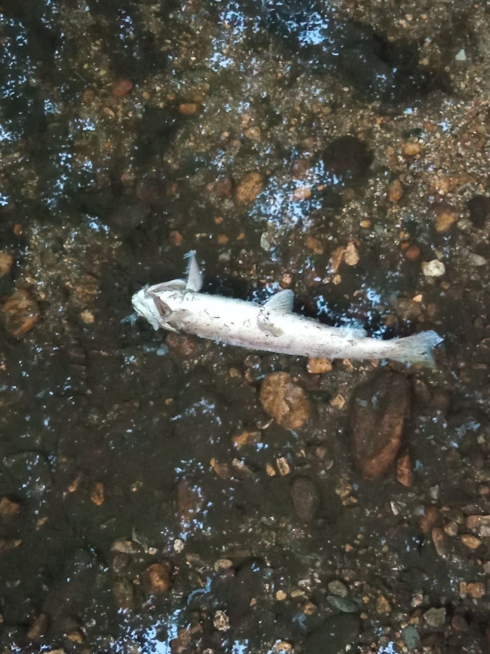 Truchas muertas Río Castro en Sanabria