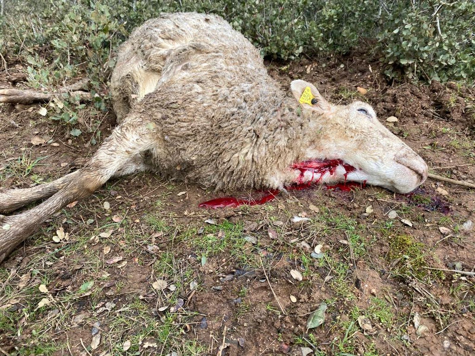 Ataque de lobo en la explotación ganadera de Topas (2)