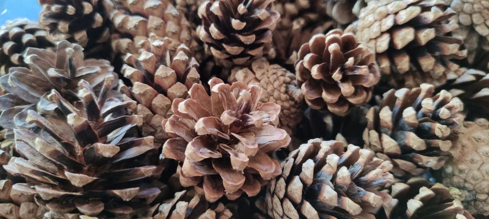 Las piñas, un nuevo botín: desarticulan dos grupos organizados que se dedicaban a robarlas para venderlas en Zamora