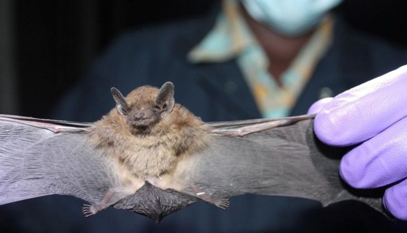 Imagen de archivo de un murciélago | Fotografía: Europa Press